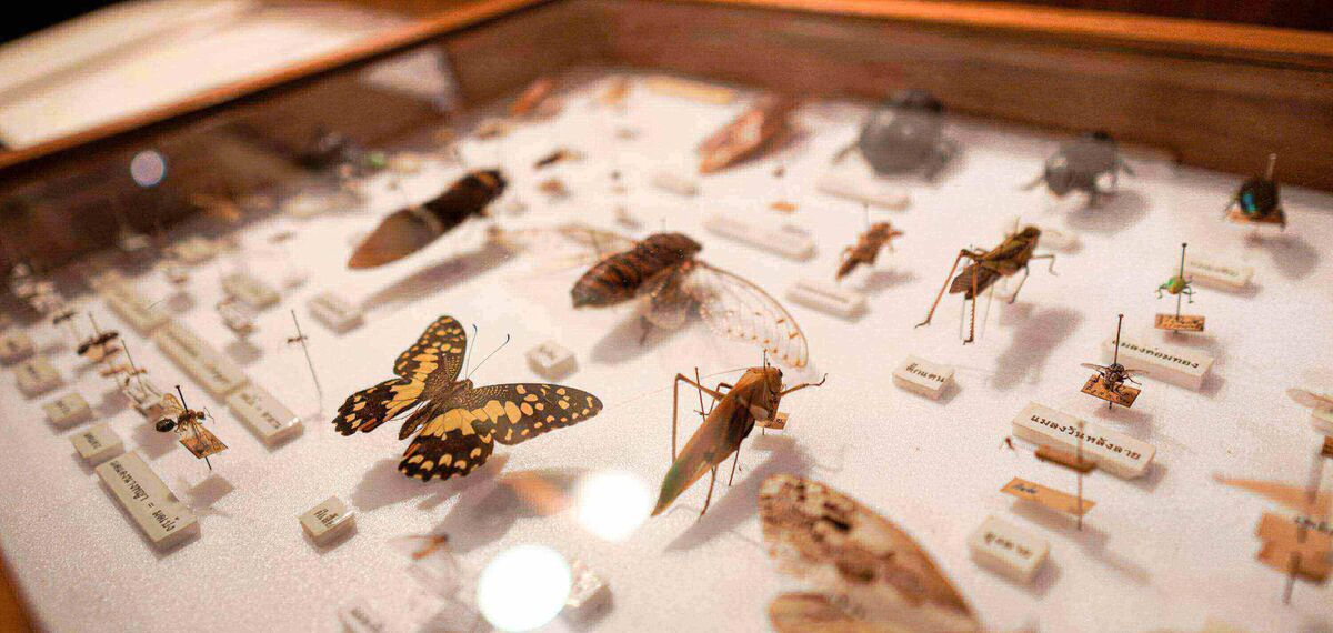 Systèmes de gestion des collections d'objets de musée