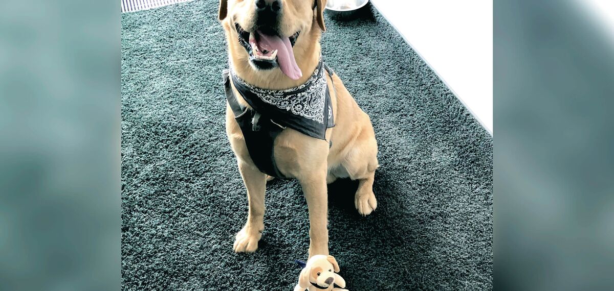 Best Buddy: Der Bürohund als Feelgood Manager